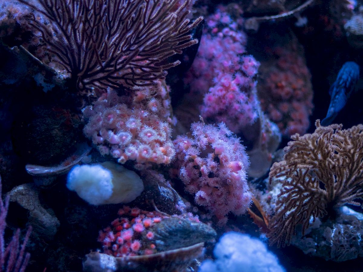 The image shows a vibrant underwater scene with various colorful corals and marine life bathed in a bluish hue, displaying a rich and diverse ecosystem.